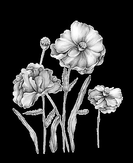 手繪鉛筆花卉素描png透明素材