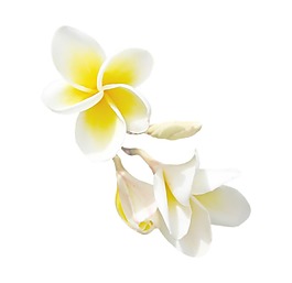 手繪白色花瓣元素
