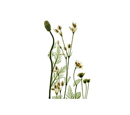 手繪花朵植物元素