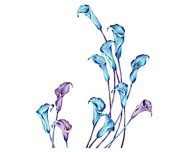 手繪藍(lán)色花朵元素