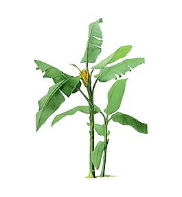 手繪綠色植物元素
