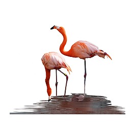 中國風(fēng)火烈鳥元素