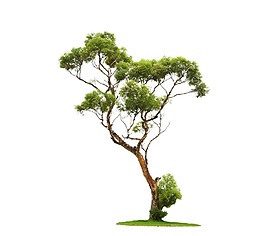 小清新綠色大樹元素