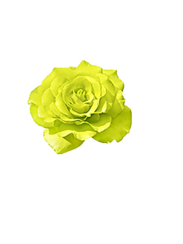 牡丹花花朵元素