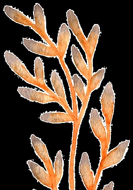 黑橙花枝卡通透明装饰素材