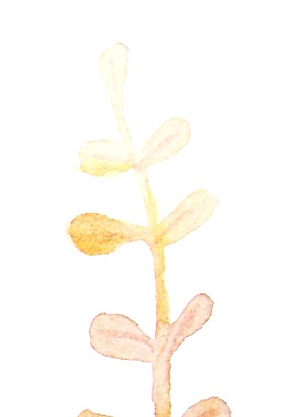 登天花枝卡通透明裝飾素材