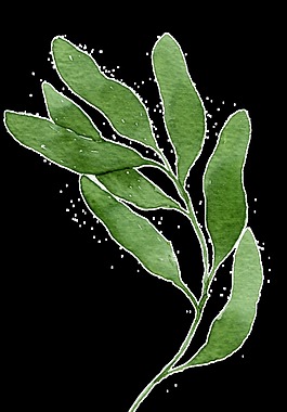扁豆樹枝卡通透明裝飾素材