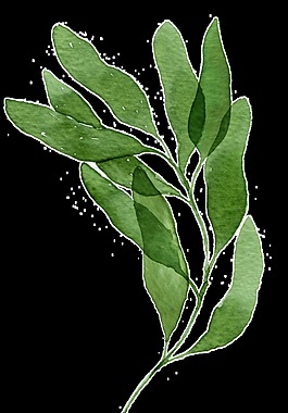 植物扁豆卡通透明裝飾素材