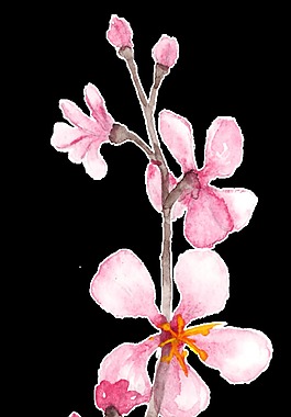 粉白花枝卡通透明裝飾素材