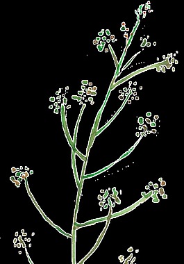 桃花樹枝卡通透明裝飾素材