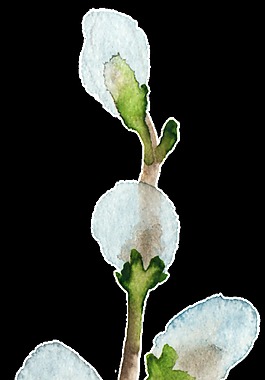 冰藍花葉卡通透明裝飾素材