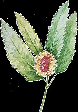 海棠花蕊卡通透明裝飾素材