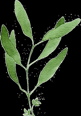 分開(kāi)綠枝卡通透明裝飾素材