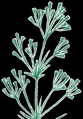 五束花枝卡通透明裝飾素材