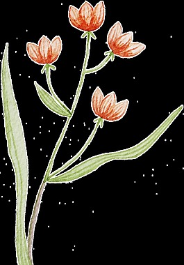 紅色蓮花卡通透明裝飾素材