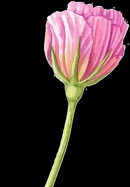 折疊花束卡通透明素材