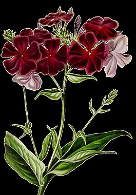 红白花叶卡通透明素材