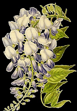 白漬花束卡通透明素材