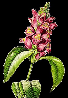 攀爬花蕾卡通透明素材