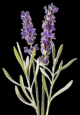 紫粉花束卡通透明素材