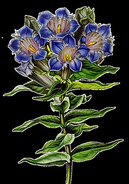 金藍花束卡通透明素材