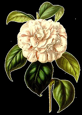 白紙花束卡通透明素材