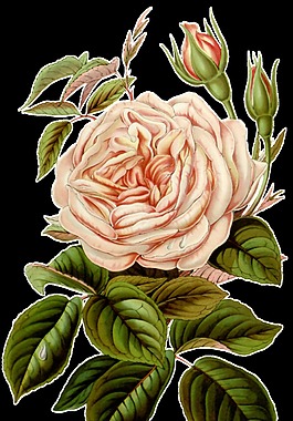 謎樣花蕊卡通透明素材