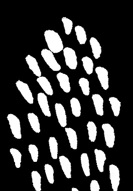 金黃花瓣卡通透明素材