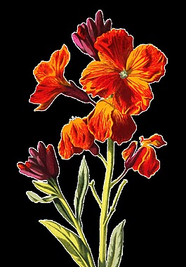 橙紅花瓣卡通透明素材