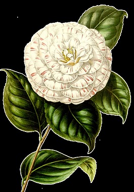 飛花花蕊卡通透明素材