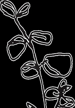果肉花枝卡通透明素材