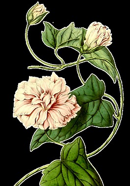 粉白花蕾卡通透明素材