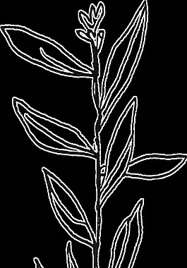 藝術(shù)桃花卡通透明素材