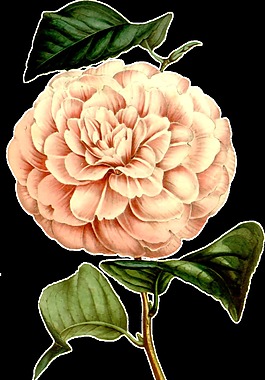 白嫩花球卡通透明素材