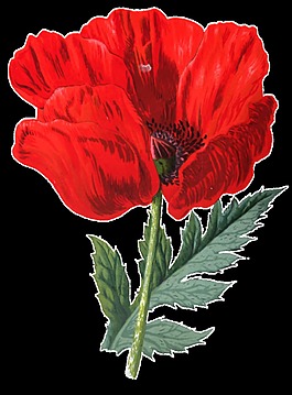 果紅花葉卡通透明素材