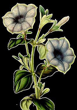 暗白花束卡通透明素材