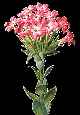 粉嫩花束卡通透明素材