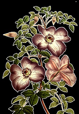 棕白花蕊卡通透明素材