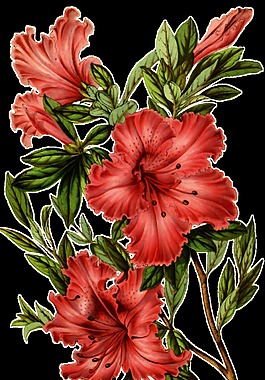 黑枝花束卡通透明素材