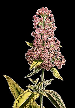 玲瓏花束卡通透明素材