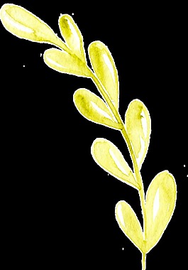 水黃花葉卡通透明素材