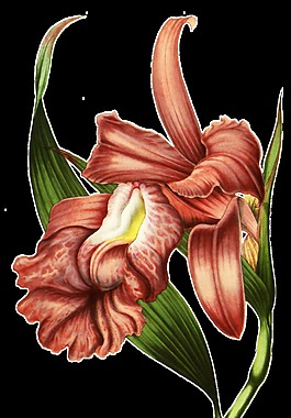 眺望花枝卡通透明素材