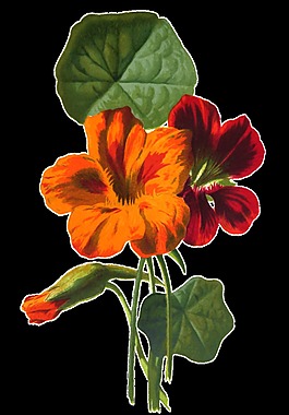 顏料花朵卡通透明素材