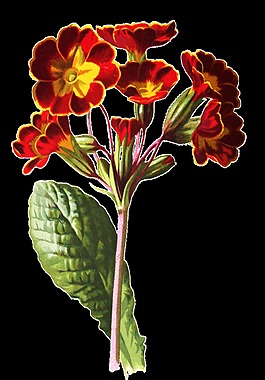 紅黃花束卡通透明素材