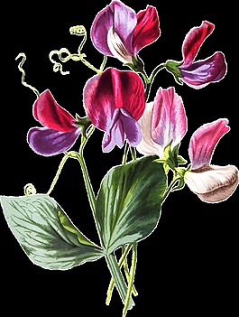 粉紫花瓣卡通透明素材
