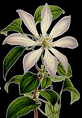 長白花束卡通透明素材