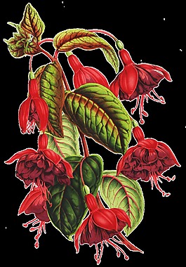 凋零落花卡通透明素材