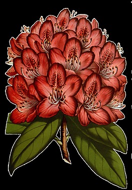分野花朵卡通透明素材