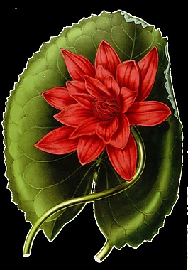 綠色榴蓮葉卡通透明素材