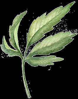 飛揚(yáng)葉片卡通透明素材